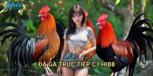Đá Gà Trực Tiếp C1 Hi88 - Đấu Trường Đỉnh Cao