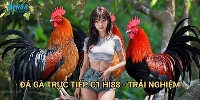 Đá Gà Trực Tiếp C1 Hi88 - Đấu Trường Đỉnh Cao 3 Đá gà trực tiếp C1 Hi88 - Trải nghiệm
